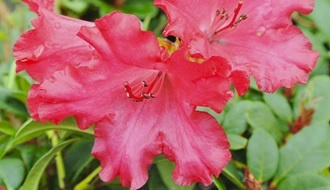 Dwarf rhododendron plants