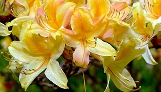 Evergreen rhododendron plants