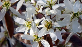 Flowering trees