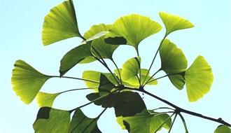 Ginkgo trees (Maidenhair Tree)