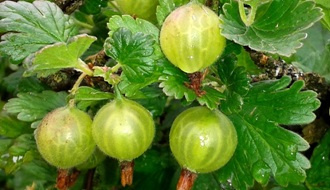 Gooseberry plants