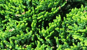 Green conifer plants
