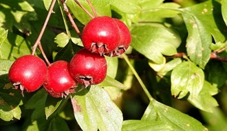 Hawthorn trees