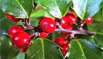 Holly topiary plants