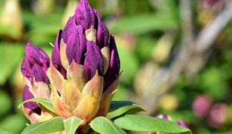 Large growing rhododendron plants