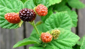 Loganberry plants