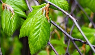 Native trees