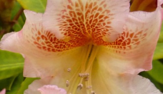 Orange flowering rhododendrons