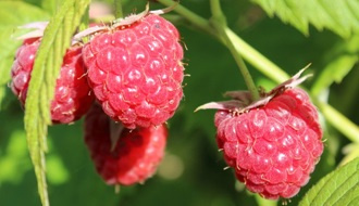 Raspberry plants