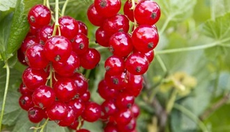 Redcurrant plants