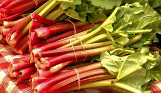 Rhubarb plants