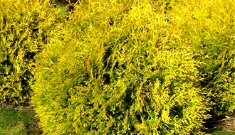 Round conifer plants (globe or ball shaped)