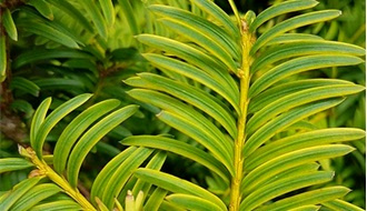 Spreading conifer plants