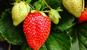 Strawberry plants