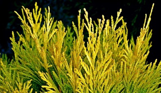 Thuja conifer plants