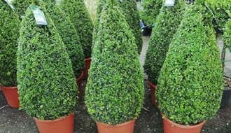 Topiary cones