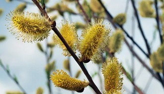 Willow trees