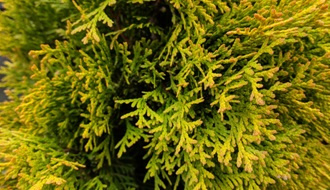 Yellow conifers