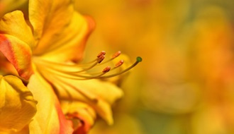 Yellow flowering rhododendrons