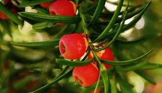 Yew conifer plants