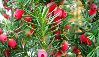 Yew topiary plants