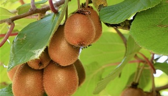 Kiwi plants