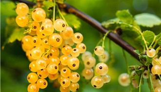 White currant plants