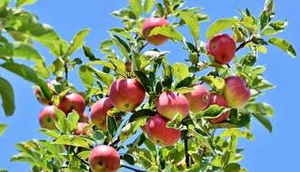 Buy Fruit Trees and Fruit Bushes Online