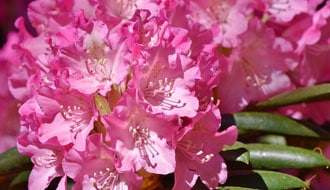 Buy Rhododendron & Azalea Online