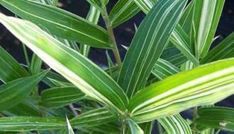 Bamboo plants for ground cover