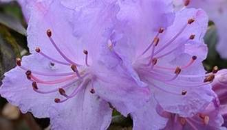 Blue flowering rhododendrons