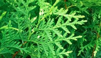 Conifer plants for hedging