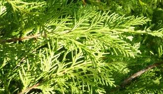 Fast growing conifers