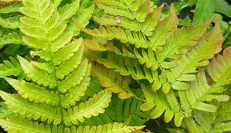 Fern plants for ground cover