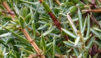 Fragrant conifer plants