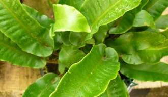 Hardy fern plants