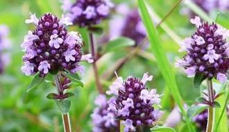 Herb plants for attracting wildlife