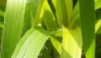 Luzula grass plants