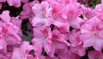 Pink flowering azaleas