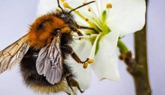 Plants for attracting bees