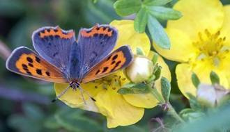 Plants for attracting butterflies