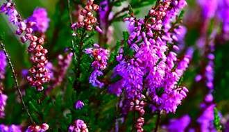 Purple flowering heathers