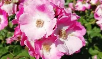 Rose plants for ground cover