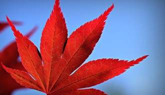 Shop all Japanese maple trees