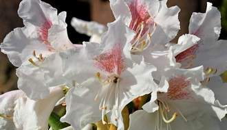 White flowering rhododendrons