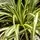 Buy Carex oshimensis Evergold online from Jacksons Nurseries