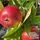 Buy Apple - Malus domestica Jupiter (Apple Bush) online from Jacksons Nurseries.