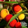 Buy Arbutus unedo 'Roselily' (Strawberry-tree) online from Jacksons Nurseries.