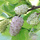 Buy Mulberry - Morus alba (White Mulberry) online from Jacksons Nurseries.