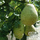Buy Pear comminis Beurre Hardy online from Jacksons Nurseries
